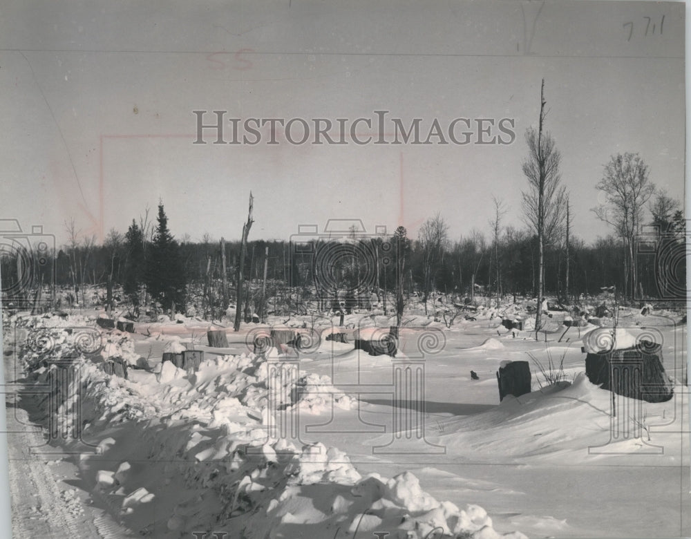 1951 Press Photo Wisconsin forest after timber was put up for bidding by loggers - Historic Images