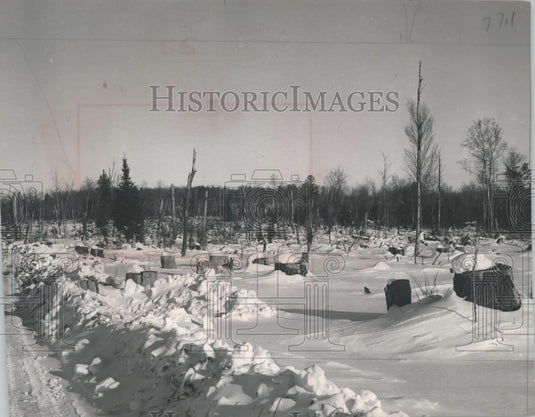 1951 Press Photo Wisconsin forest after timber was put up for bidding by loggers - Historic Images