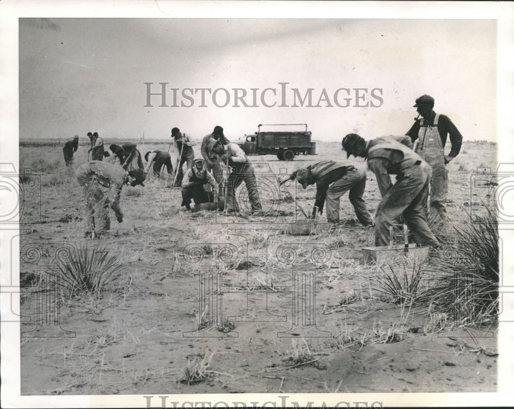1939 Press Photo Men planting shelterbelt trees in Cordell, Oklahoma, in 1935 - Historic Images