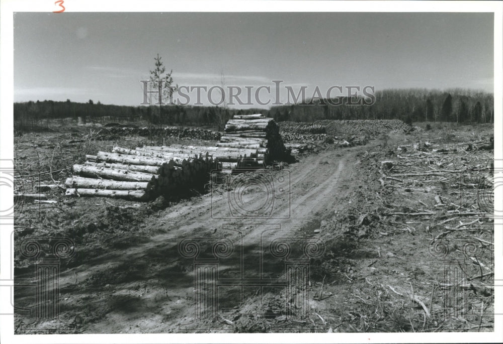 1994 Press Photo Tree Cutting in Vilas County Near Nixon Lake Roads and Camp 2 - Historic Images