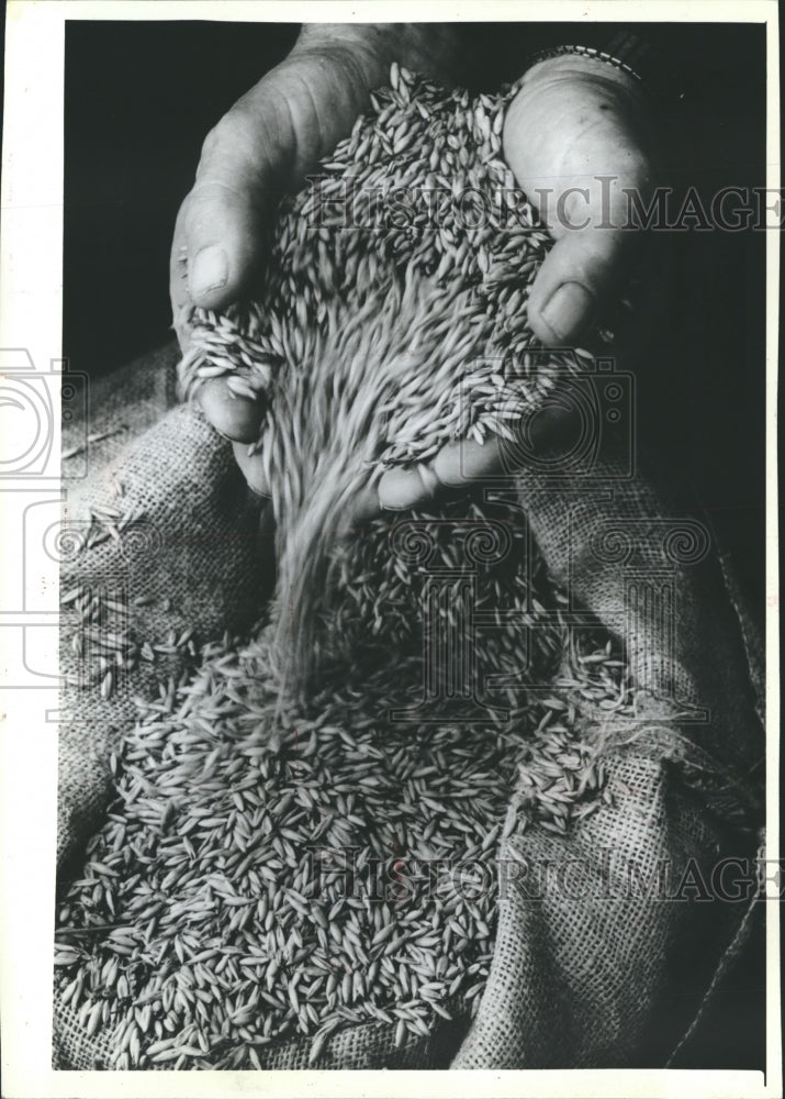 1986 Press Photo Oat harvest - mjb13027 - Historic Images