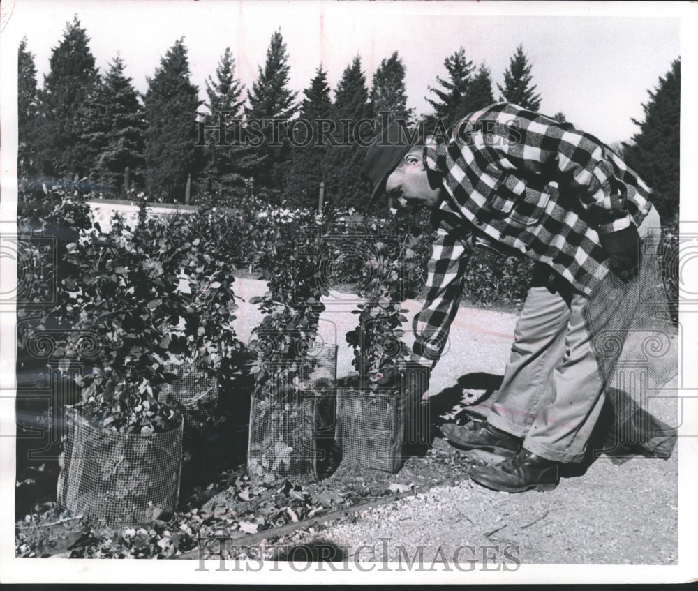 1958 Press Photo Alfred Peterson, Protects Roses at Whitnall Park Arboretum - Historic Images