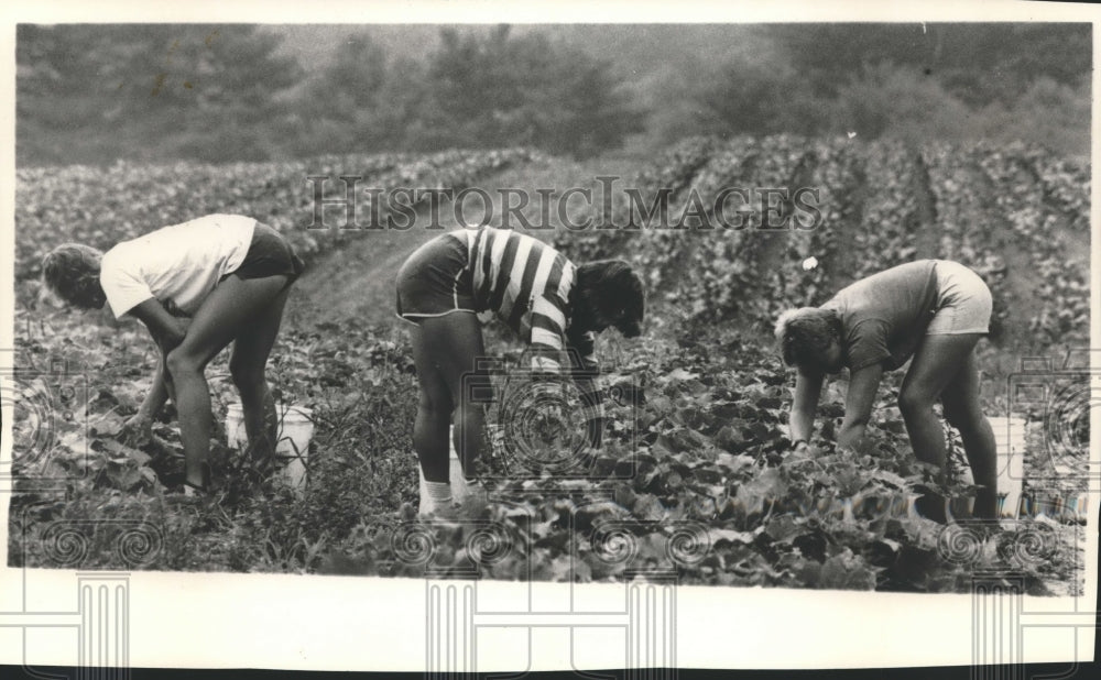1983 Press Photo Farm Workers on the Turtle Family Farm, Dover, New Hampshire - Historic Images