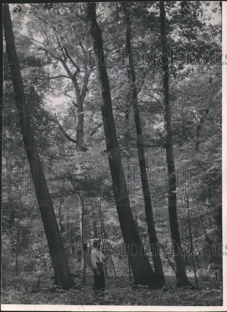 1947 Press Photo Tall trees in Milwaukee County some more than 300 years old.- Historic Images