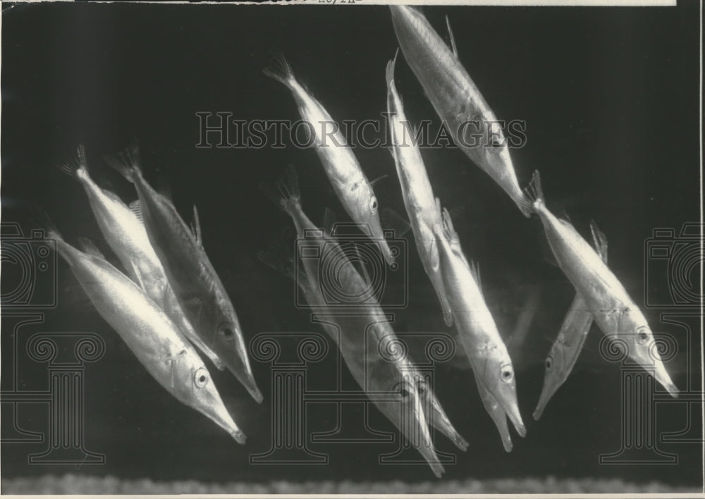 1972 Press Photo Snipe-Fish at Scripps Institution of Oceanography in San Diego-Historic Images