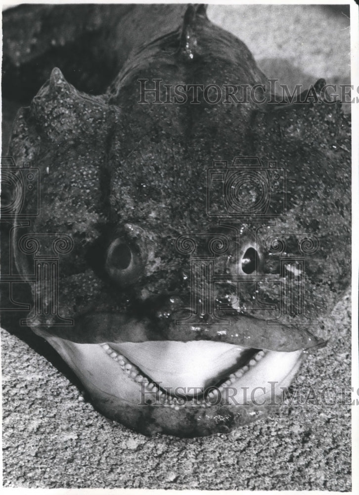 1970 Press Photo Florida Toadfish - mjb14796 - Historic Images