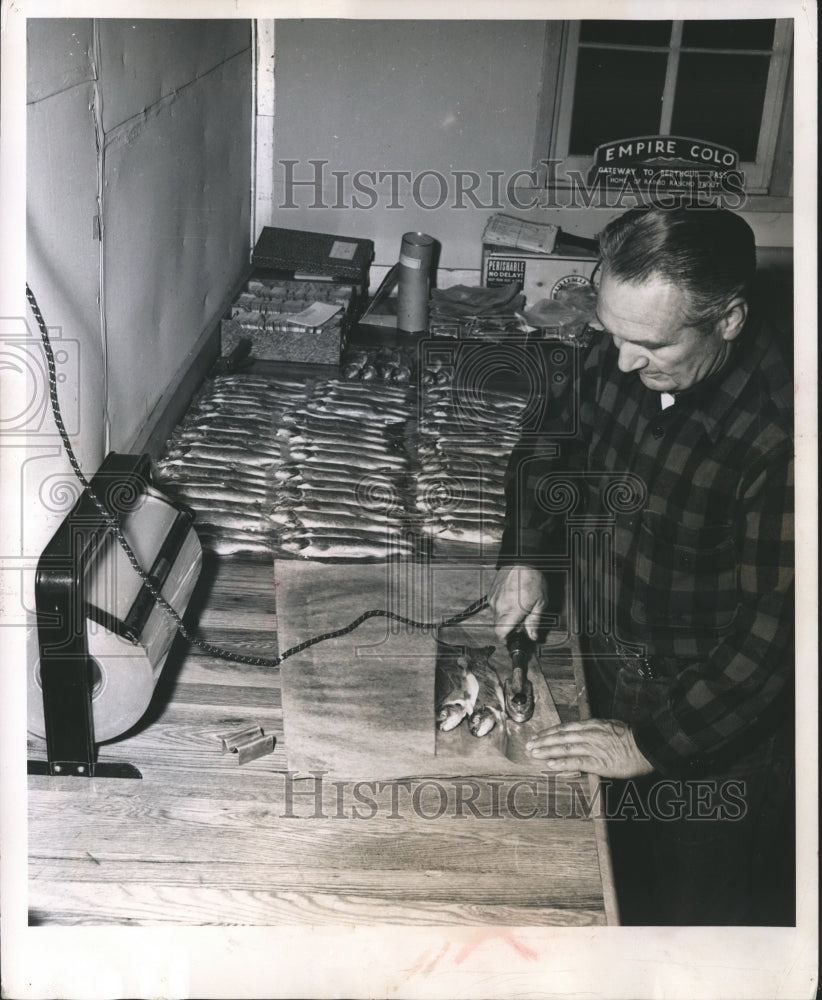 1954 Press Photo Trout Being Prepared for Shipment, McDonald Empire Ranch, Colo.-Historic Images