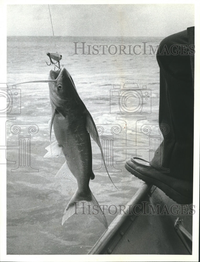 1983 Sailfish Fish with Hook in Mouth over Water, Catfish - Historic Images