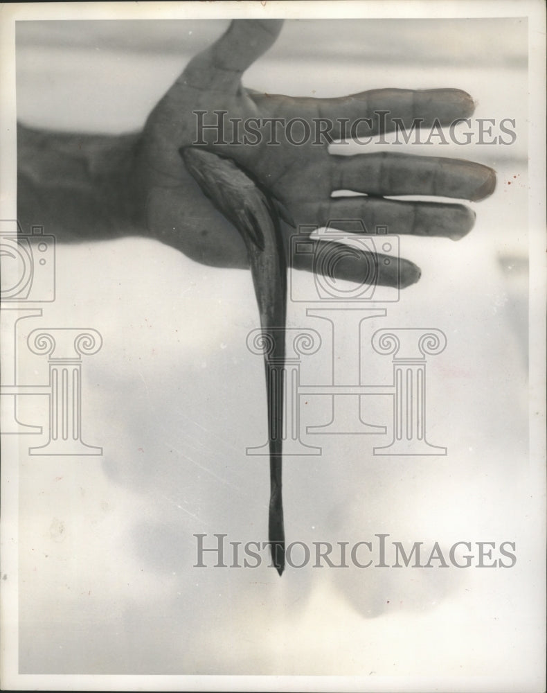 1953 Press Photo Remora Suckerfish attaches to Human Hand - mjb14898 - Historic Images