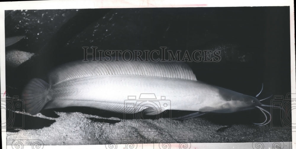 1969 Walking Catfish Fish in Water-Historic Images