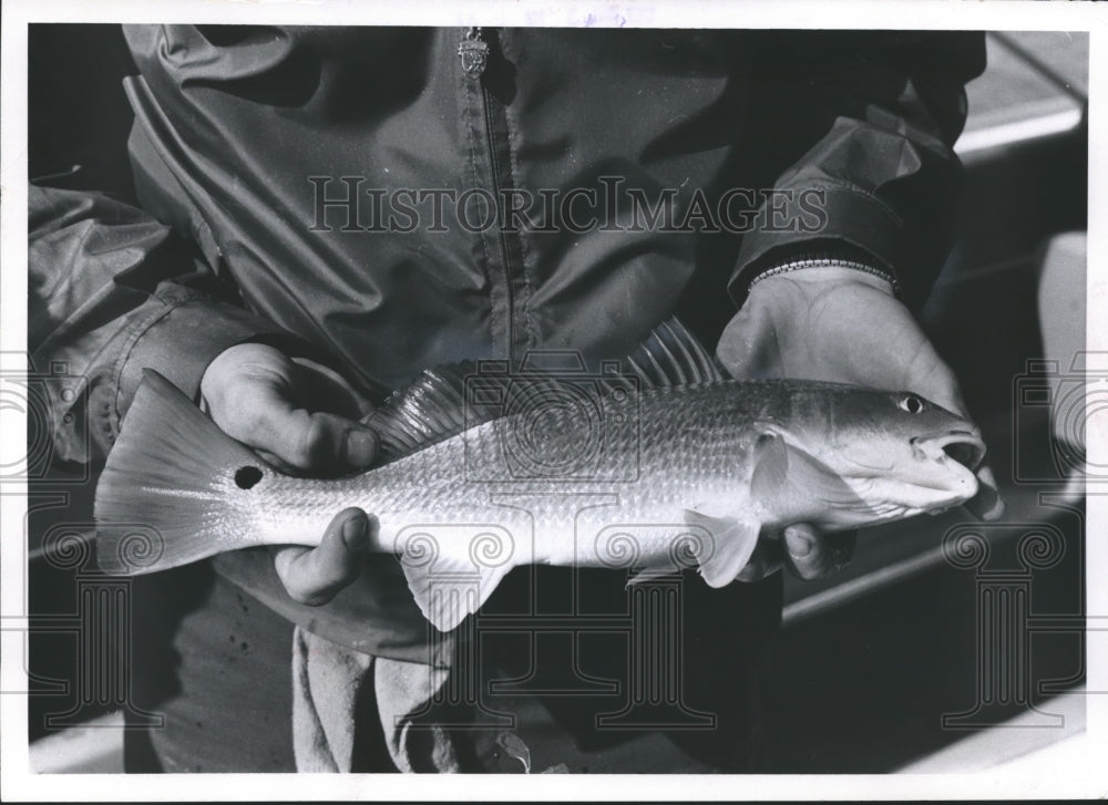 1967 Press Photo Channel Bass, or Texas Redfish - mjb15086-Historic Images