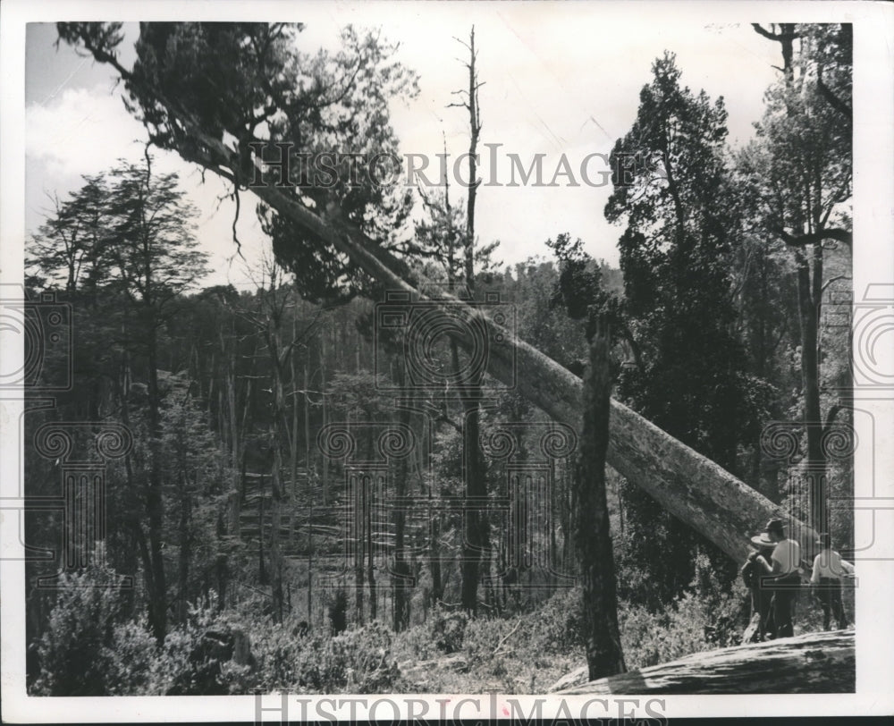 Press Photo Tree falls in forest of Chile - mjb15138 - Historic Images