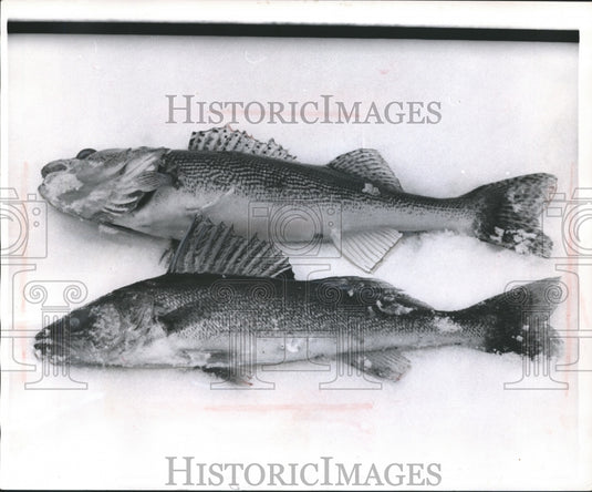 1961 Press Photo Sauger fish looks very much like Walleye - mjb15607 - Historic Images