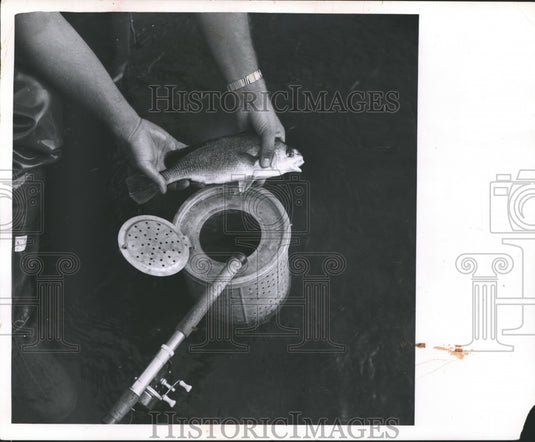 1963 Press Photo Sheepshead Fish Held over Bucket with Fishing Pole - mjb15610 - Historic Images