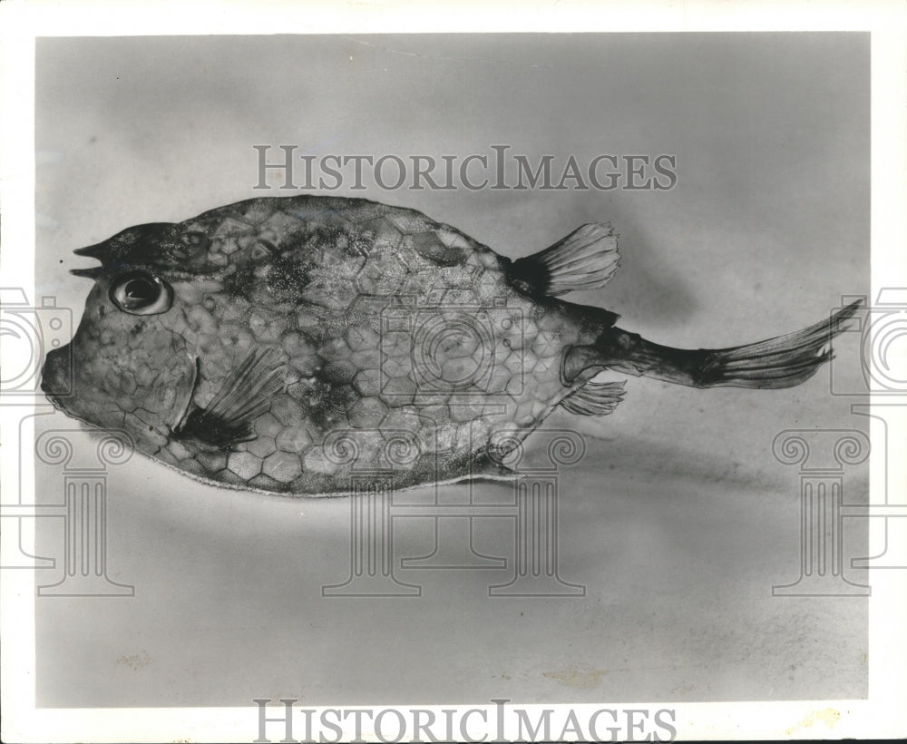 1958 Press Photo Nature has packed the Cowfish into a solid, triangular box-Historic Images