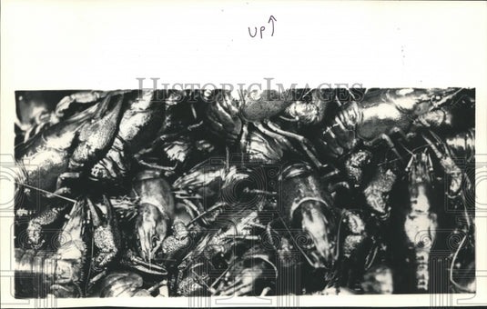 1986 Press Photo 200 Crayfish to be placed into Lake Hallwil - Historic Images