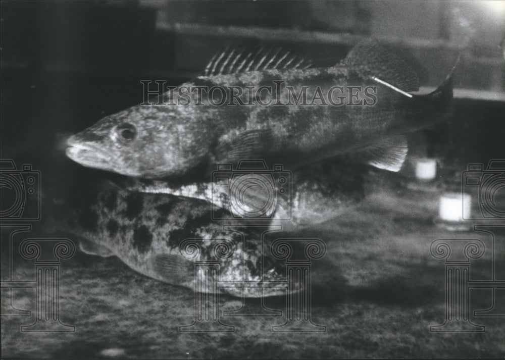 1994 Press Photo Walleye; University of Wisconsin Great Lakes Research Facility - Historic Images