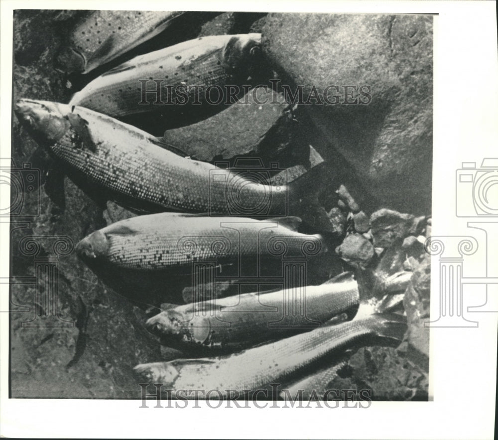 1987 Press Photo Fish Grayling - Historic Images