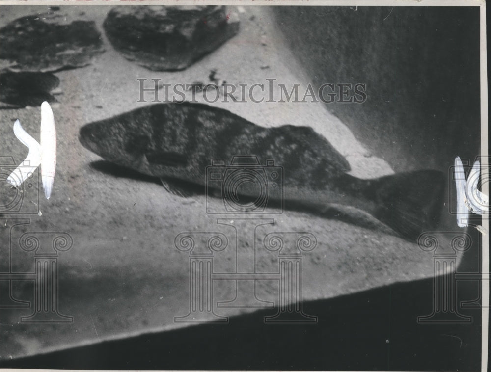 1959 Press Photo Side View of Sand Pike Sauger Fish, Milwaukee - mjb15728-Historic Images