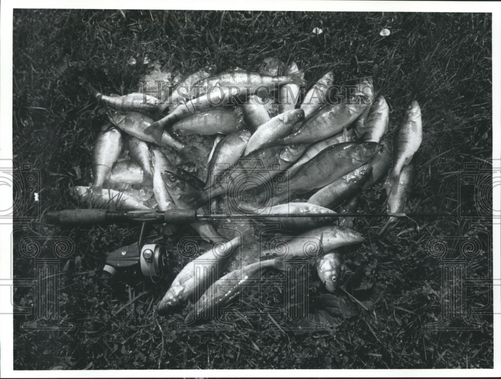 1989 Press Photo A pile of fresh caught Wisconsin perch - mjb15737 - Historic Images