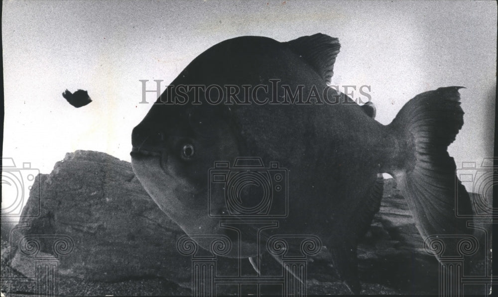 1973 Press Photo A piranha at an aquarium store in Brookfield, Wisconsin - Historic Images