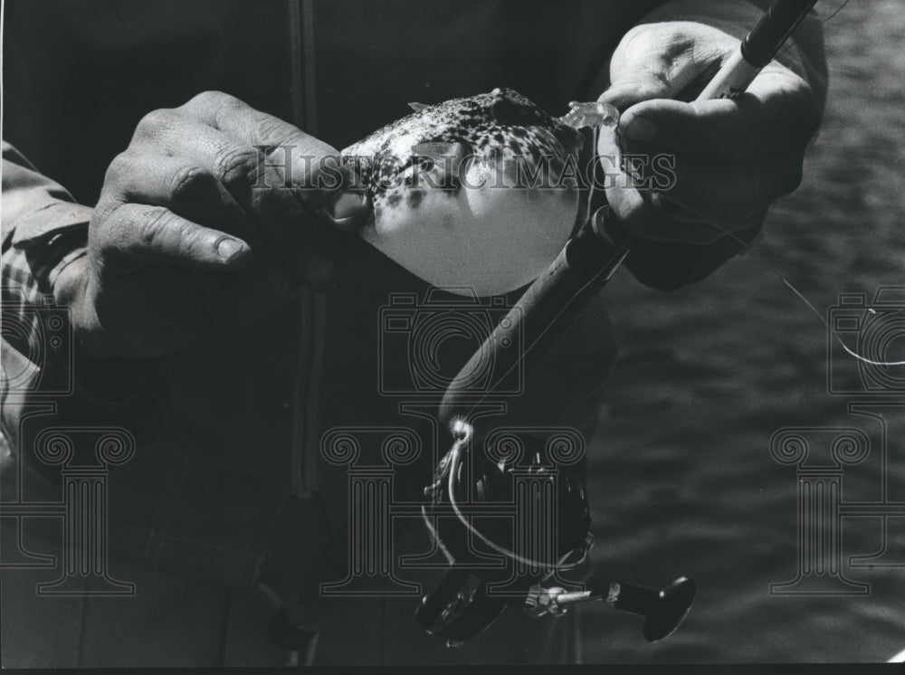 1977 Press Photo Puffer fish encountered by Outdoor Writer Don Johnson, Florida - Historic Images
