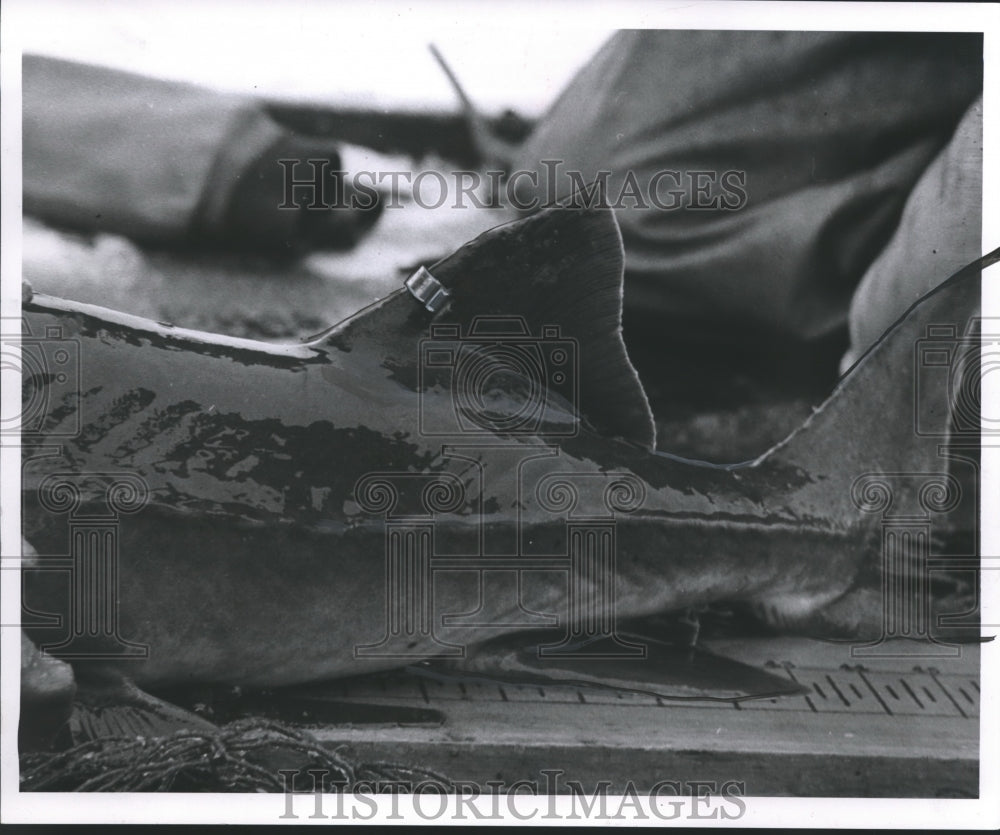 1955 A sturgeon, fin tagged, before release-Historic Images