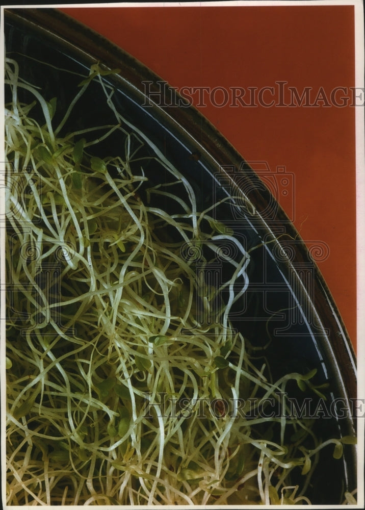 1993 Press Photo Plate of Sprouts for Food Recipes - Historic Images