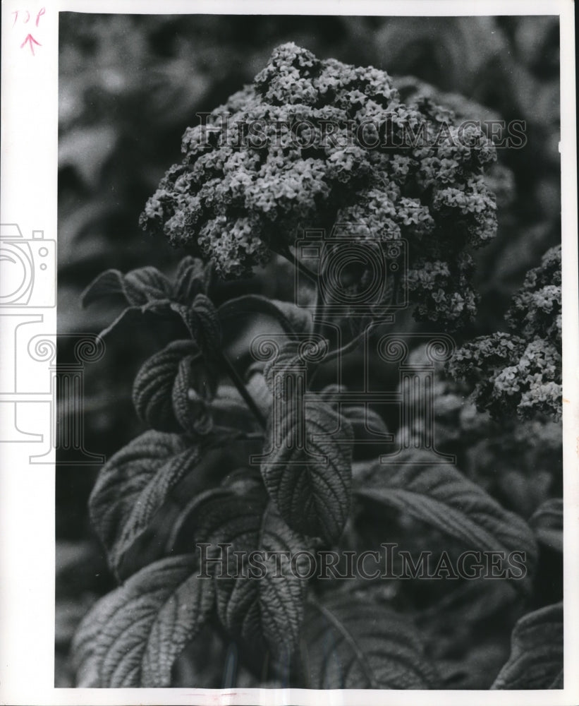 1961 Press Photo Heliotropium Marine flower - mjb16219 - Historic Images