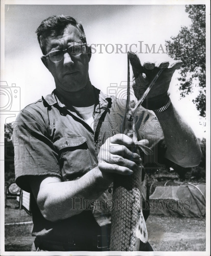 1964 Press Photo Bill Byam of Delafield, Wisconsin holding Long Nose Gar Fish-Historic Images