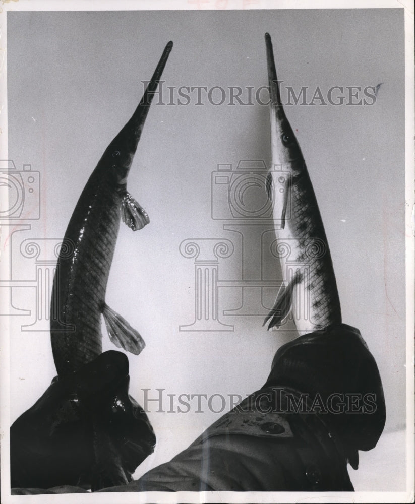 1965 Press Photo Fisherman with Gloves holds Baby Gar Fish - mjb16458 - Historic Images