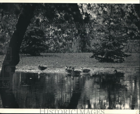 1986 Press Photo Ducks Wade in Flood Waters Along Milwaukee River - Historic Images