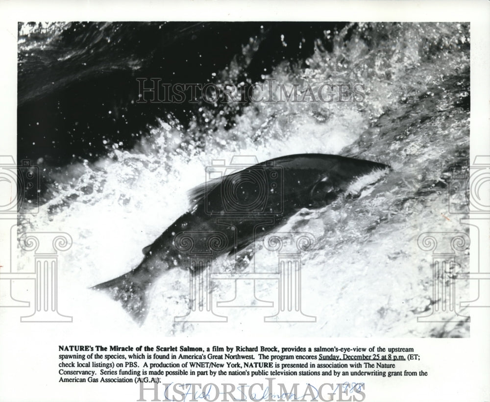 1988 Press Photo Scarlet Salmon swims upstream in America&#39;s Northwest - Historic Images