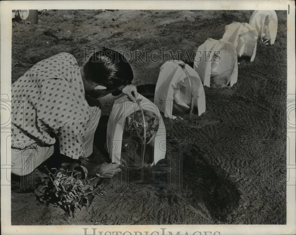 1958 Press Photo Gardeners Place Vented Plastic Bags on Plants Due to Frost-Historic Images