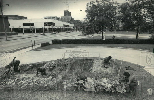 1983 Press Photo Shoots n' Roots downtown Milwaukee urban garden - mjb17595 - Historic Images