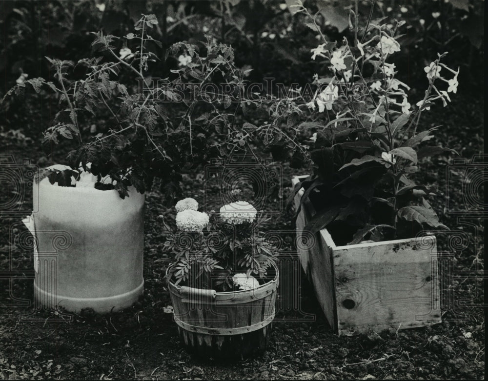 1983 Press Photo Plants in University of Wisconsin Extension Garden, Wauwatosa - Historic Images