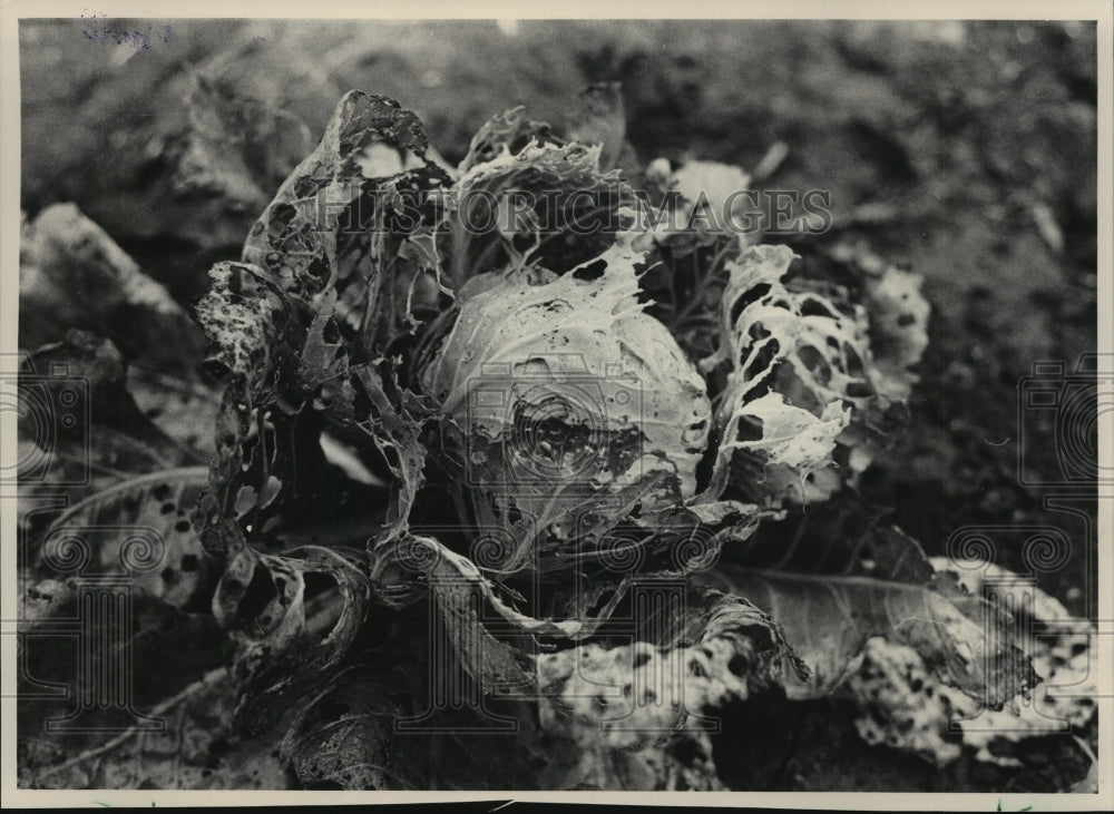 1983 Press Photo Holes in cabbage untreated with pesticides, Mequon, Wisconsin - Historic Images