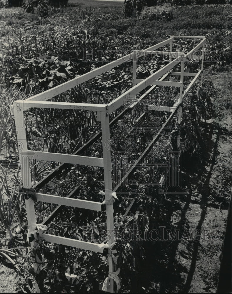 1985 Press Photo Norman Grahm&#39;s garden of tomato box&#39;s collapses. - mjb18221 - Historic Images