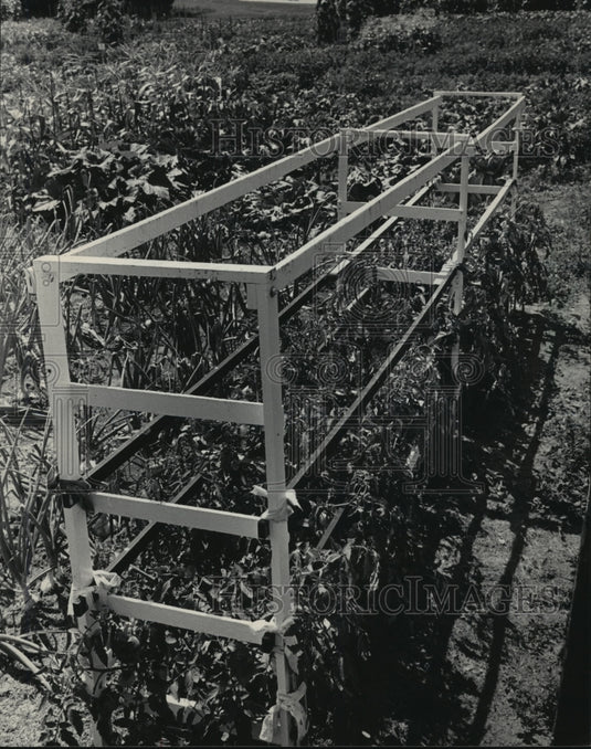 1985 Press Photo Norman Grahm's garden of tomato box's collapses. - mjb18221 - Historic Images