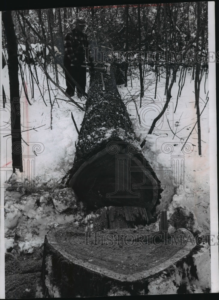 1960 Press Photo Using an ax, Nick Gross markes a tree,Ixonia township - Historic Images