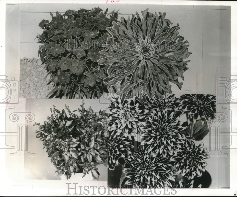 1962 Press Photo Winning Flowers at the All America Selections Competition-Historic Images