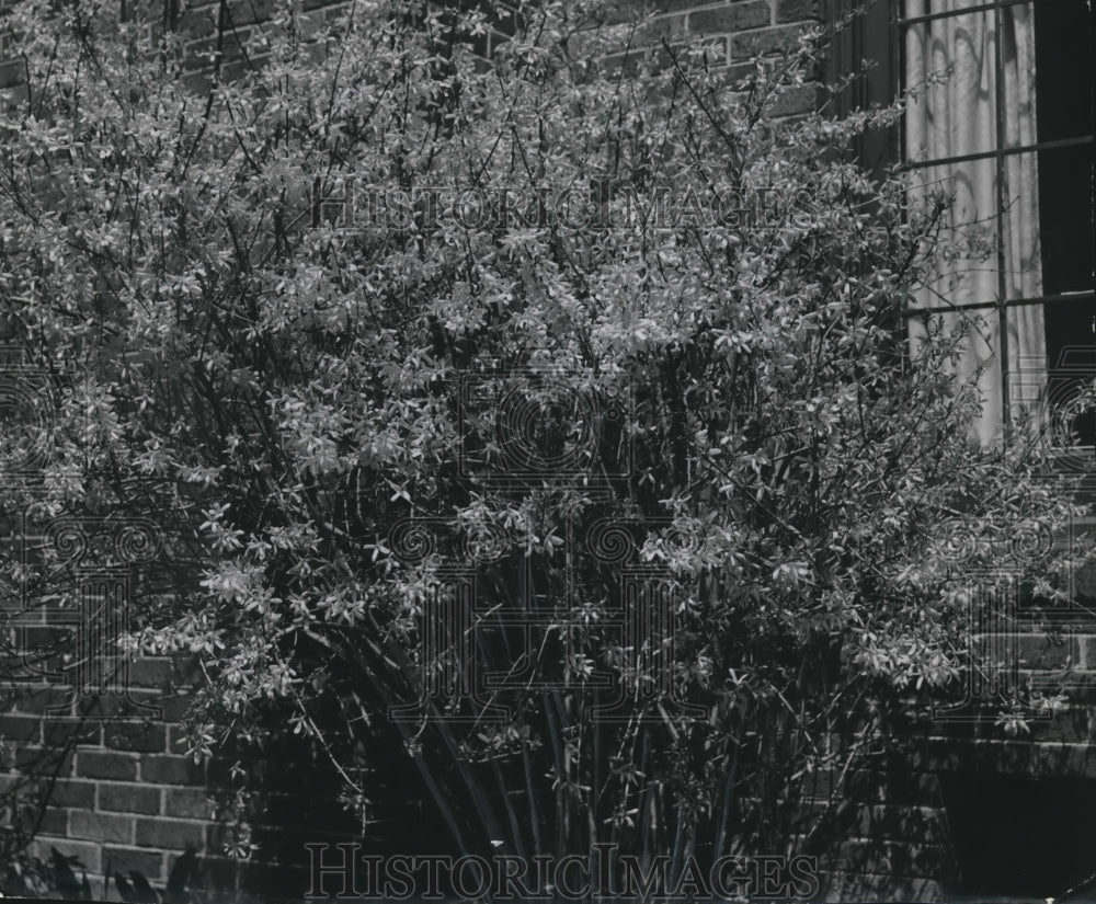 1949 Press Photo Forsythia Flowers - mjb20782 - Historic Images