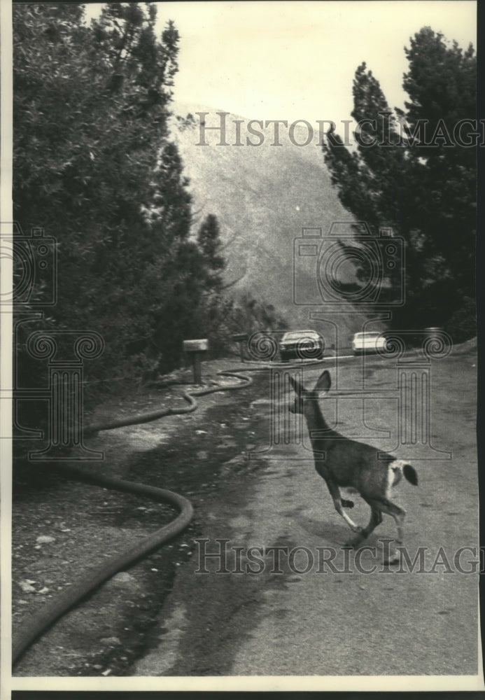 1975 Press Photo A doe frightened by forest fire flames in Glendale California - Historic Images