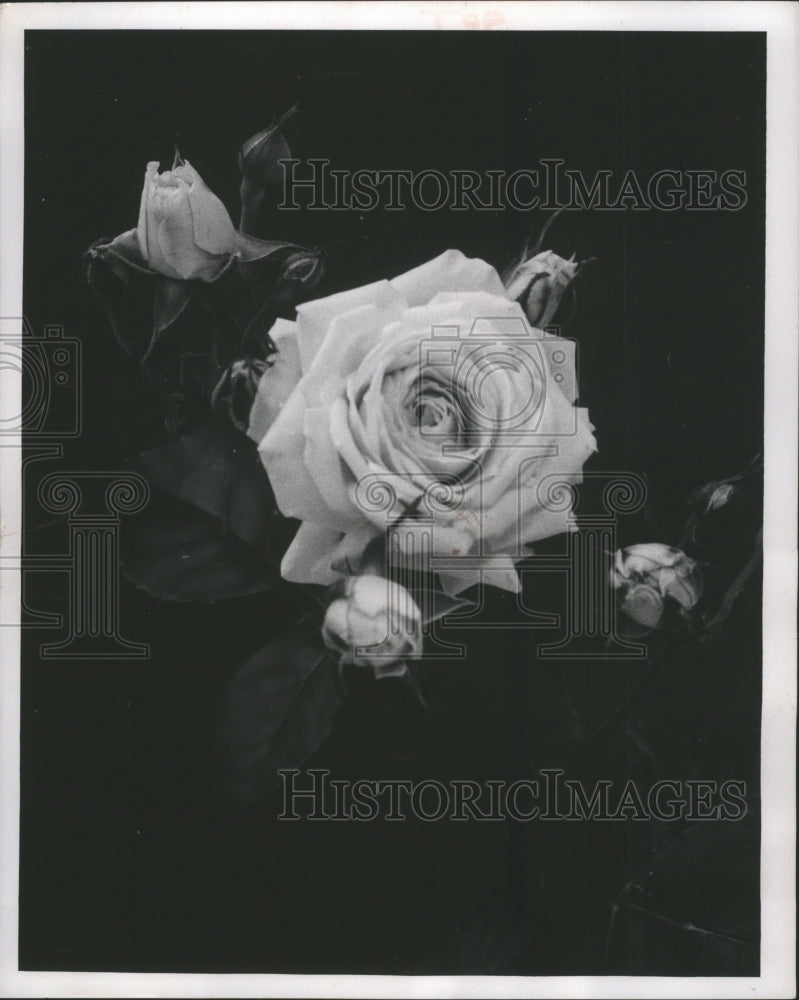 1957 Press Photo Pinocchio, A Floribunda Rose - mjb21437- Historic Images