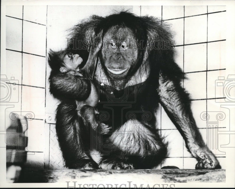 1965 Press Photo Mother orangutan holds her baby in the Dresden, Germany zoo-Historic Images