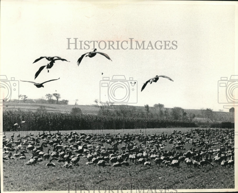 Geese Flock in a Field-Historic Images