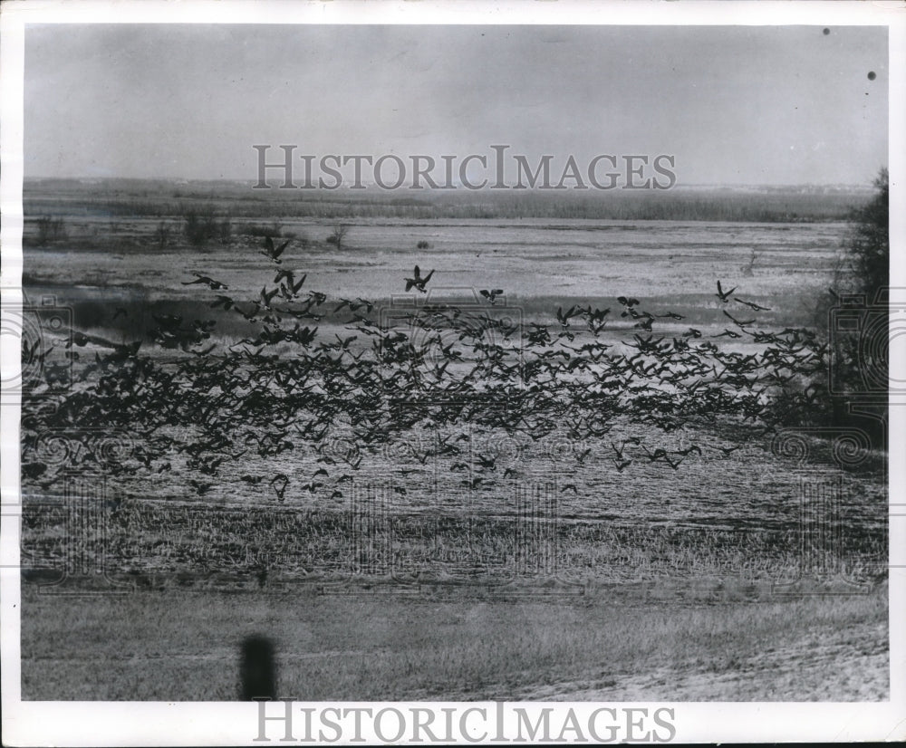 1957 Press Photo Geese Head Back to Horicon Marsh After Foraging Flight - Historic Images