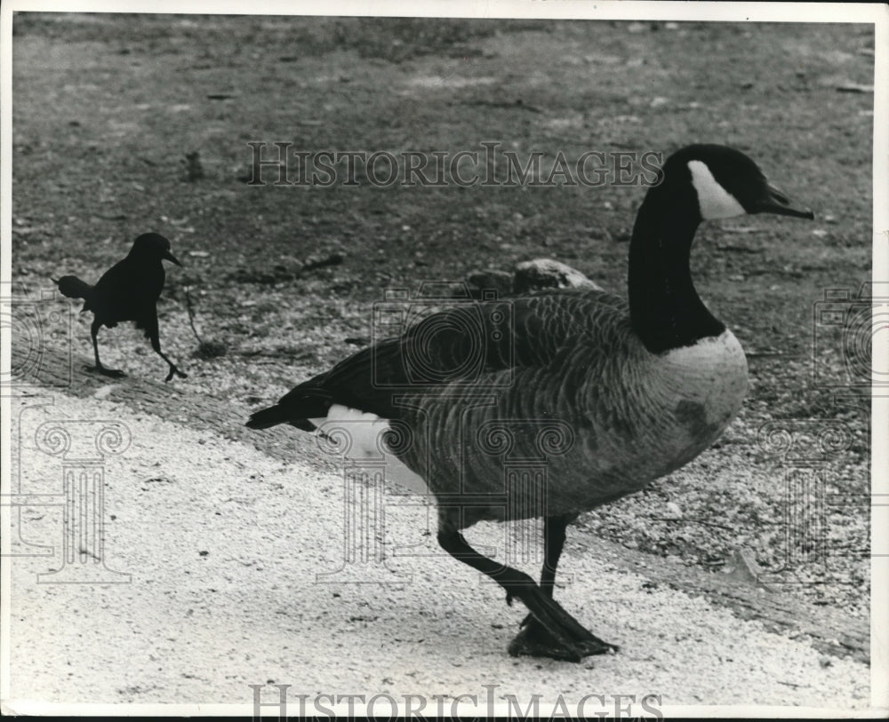 1970 Press Photo Grackle and Canada Goose in Homosassa Springs Florida - Historic Images