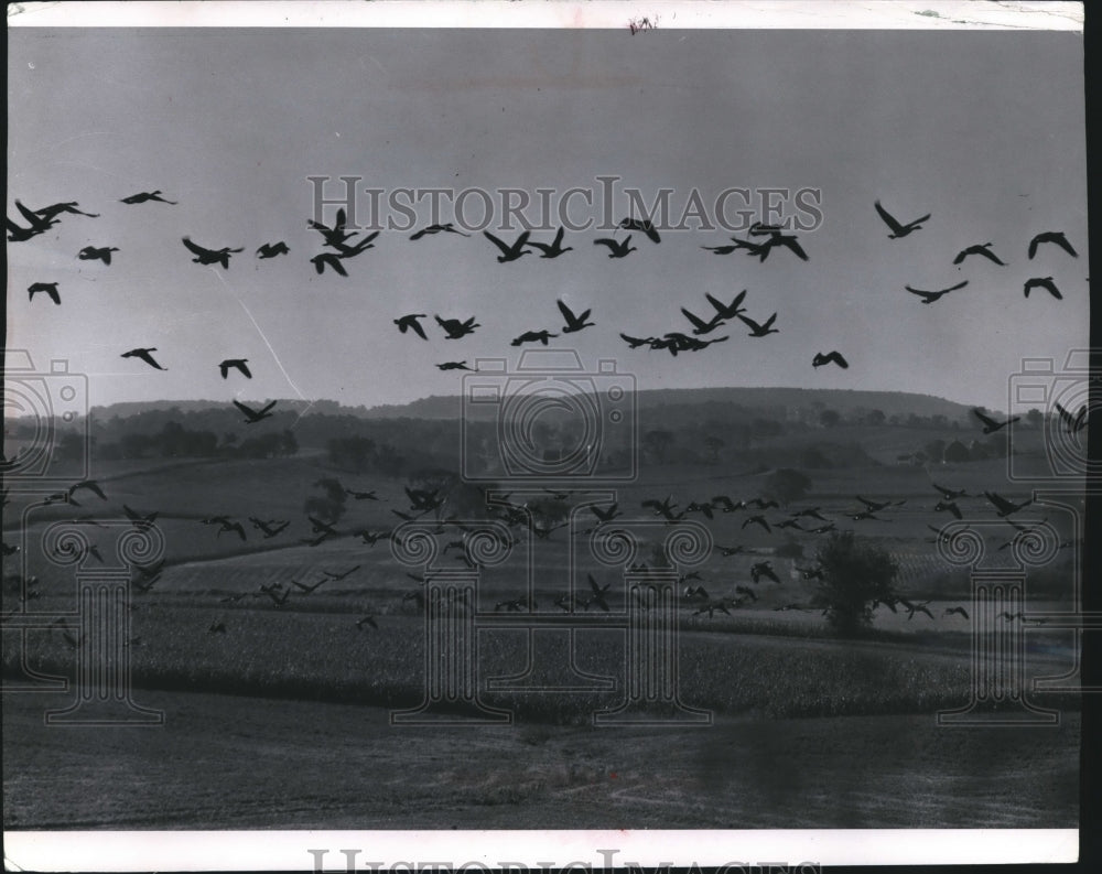 1960 Press Photo Canada Geese over Dodge County Cornfield Wisconsin - mjb22344- Historic Images