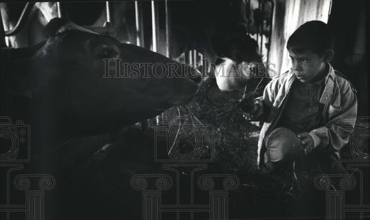 1993 Press Photo Lee Young Feeds a Cow at Kipp Farm in Genesee Wisconsin - Historic Images